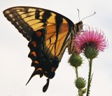 Swallowtail on a Thistle