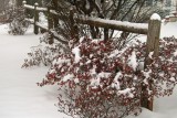 Snow Fence