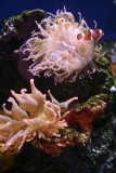 The NOLA Aquarium