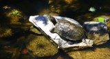 Blandy Turtle