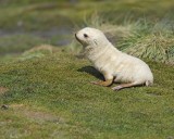 Antarctic Fur Seal, Blond Pup