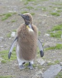 Oakum Boy King Penguin