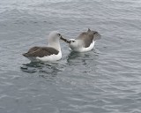 Two Grey-headed Albatross