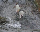 Two Macaroni Penguins