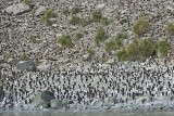 Macaroni Penguin Colony