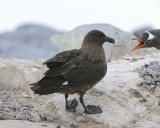 Brown Skua  landing in the Gentoo Penguin colony