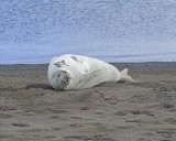 Seal, Crabeater-010814-Telefon Bay, Deception Island-#1488.jpg
