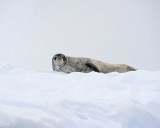 Seal, Crabeater-011214-Andvord Bay, Antarctic Peninsula-#1551.jpg