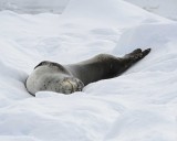 Seal, Leopard-011114-Penola Strait, Antarctic Peninsula-#1080.jpg