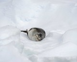 Seal, Leopard-011114-Penola Strait, Antarctic Peninsula-#1375.jpg