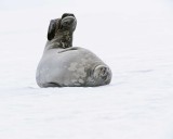 Seal, Weddell-010814-Elephant Point, Livingston Island-#0928.jpg