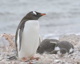 Penguin, Gentoo, Adult & 2 Chicks-010814-Elephant Point, Livingston Island-#0395.jpg