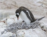 Penguin, Gentoo, w Chick-011014-Jougla Point, Wiencke Island, Antarctic Peninsula-#1760.jpg