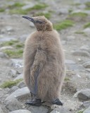 Penguin, King, Oakum Boy-010114-St Andrews Bay, S Georgia Island-#0137.jpg