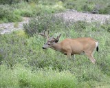 Deer, Mule, Buck-070614-Tioga Road, Yosemite National Park-#0094.jpg