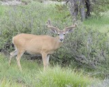 Deer, Mule, Buck-070614-Tioga Road, Yosemite National Park-#0151.jpg