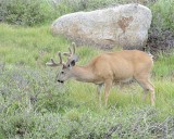 Deer, Mule, Buck-070614-Tioga Road, Yosemite National Park-#0224.jpg