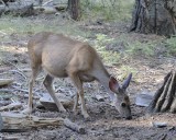 Deer, Mule-070414-Mariposa Grove, Yosemite National Park-#0170.jpg