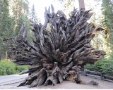 Giant Sequoia roots-070414-Mariposa Grove, Yosemite National Park-#0421-8X10.jpg