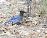 Jay, Stellers-070814-Yosemite National Park-#0189.jpg