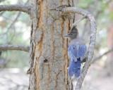 Jay, Stellers-070814-Yosemite National Park-#0230.jpg