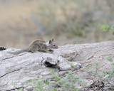 Squirrel, California  Ground-070814-Yosemite National Park-#0072.jpg