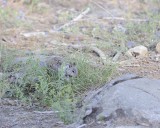 Squirrel, California Ground-070414-Mariposa Grove, Yosemite National Park-#0330.jpg