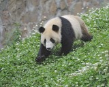 Panda, Giant-050615-Dujiangyan Panda Base, China-#0649.jpg
