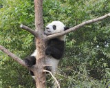 Panda Cub, Giant-050715-Chengdu Research Base of Giant Panda Breeding, China-#0471.jpg