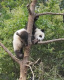 Panda Cub, Giant-050715-Chengdu Research Base of Giant Panda Breeding, China-#1238.jpg