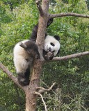 Panda Cub, Giant-050715-Chengdu Research Base of Giant Panda Breeding, China-#1250.jpg