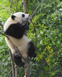 Panda Cub, Giant-050715-Chengdu Research Base of Giant Panda Breeding, China-#1420.jpg
