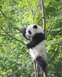 Panda Cub, Giant-050815-Chengdu Research Base of Giant Panda Breeding, China-#0086.jpg
