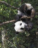 Panda Cub, Giant-050815-Chengdu Research Base of Giant Panda Breeding, China-#0514.jpg