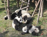 Panda Cub, Group Giant-050815-Chengdu Research Base of Giant Panda Breeding, China-#0646.jpg
