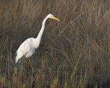 Egret, Great-110915-Black Point Wildlife Drive, Merritt Island NWR, FL-#0103.jpg