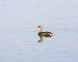 Gallery of Pied-billed Grebe