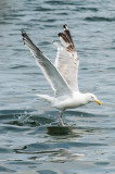 Seagull in Anchorage - 20150718-134559-_D3D8426.jpg