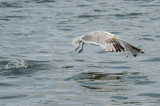 Seagull in Anchorage - 20150718-134600-_D3D8427.jpg
