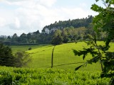 Its tea for miles here at the tea farm