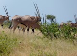 Beisa oryx
