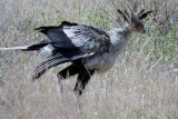 Secretary bird - with her mini skirt and pens in her hair!