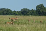A herd of impala