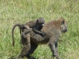 Hang on, mom - I'm falling off!  A young baboon hitches a ride.
