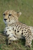 17. Masai Mara - Cheetah