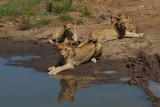 25. Drinking at the waterhole (Masai Mara)