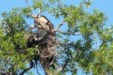A vulture in the tree - look down a bit, his head is there