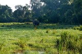 An elephant drops in to say goodbye to us