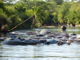 Lotsof hippo in this little river en route to the Seronera airstrip
