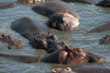 The hippo pool - you can smell when you are there!